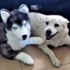 Bocchetta Rocco the Husky without pocket 62cm
