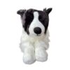 Border Colllie