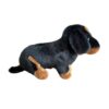 Dachshund