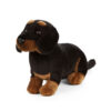 Dachshund