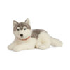 Arctic the Husky